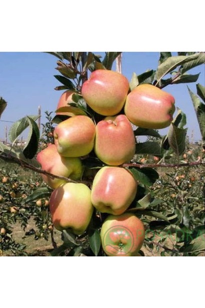 Яблуня Gold Chief восени з жовтими плодами